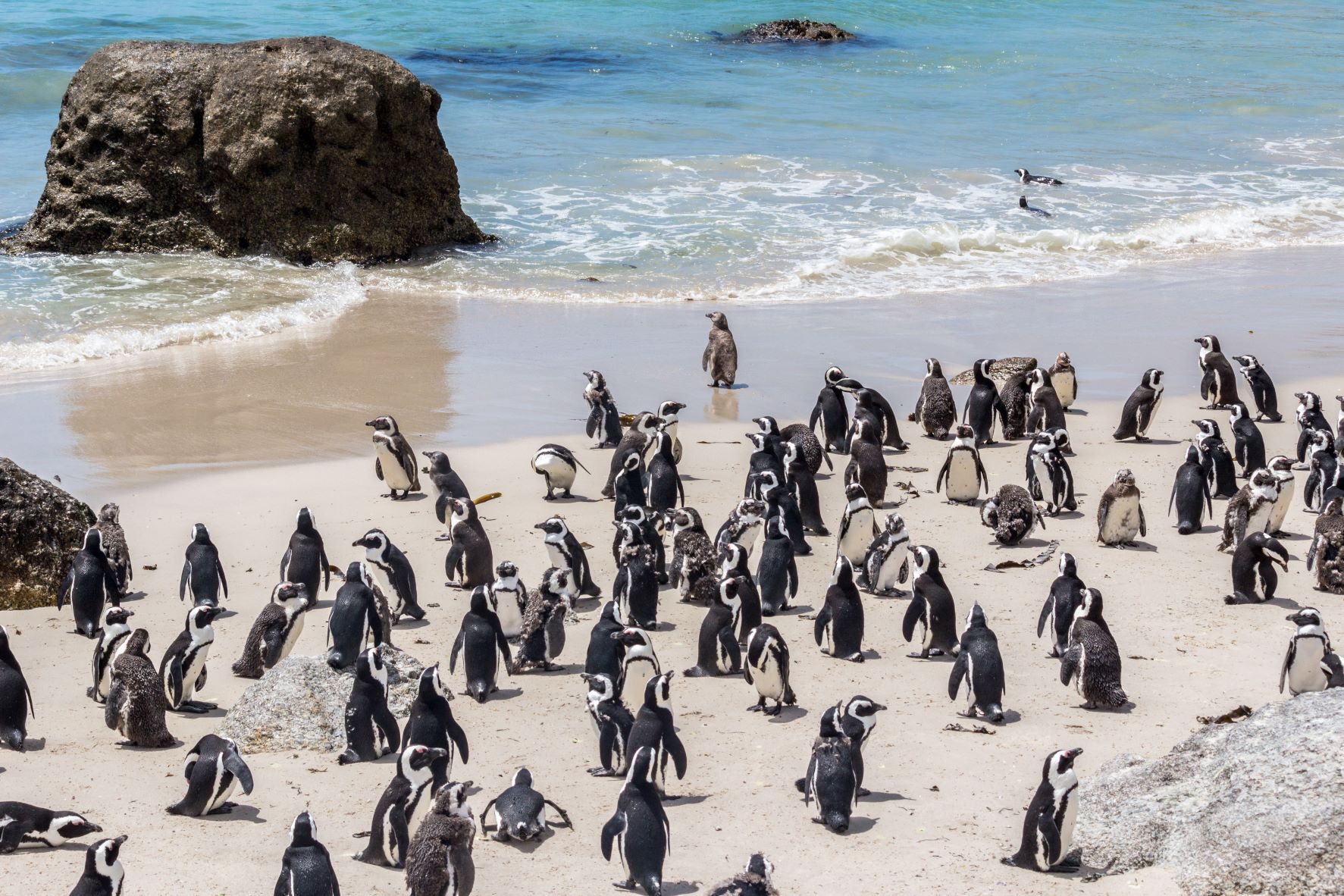 Swim with penguins